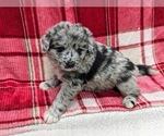Small Photo #12 Aussiedoodle Puppy For Sale in SPARTA, MO, USA