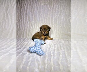 Shorkie Tzu Puppy for Sale in COOKEVILLE, Tennessee USA