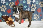 Small Photo #18 Boxer Puppy For Sale in CHILHOWEE, MO, USA