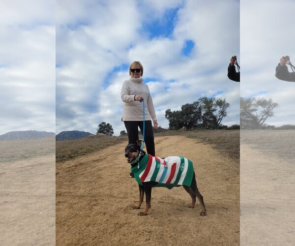 Medium Photo #4 Miniature Pinscher-Unknown Mix Puppy For Sale in  Ramona, CA, USA