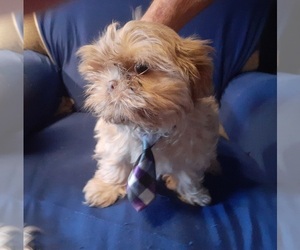 Shih Tzu Puppy for sale in FT WORTH, TX, USA