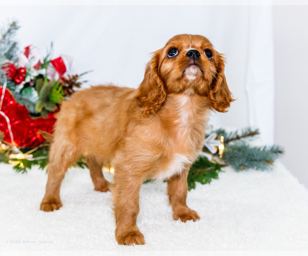 Medium Photo #21 Cavalier King Charles Spaniel Puppy For Sale in WAKARUSA, IN, USA