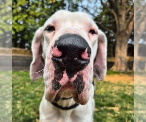 Great Dane Dogs for adoption in Techny, IL, USA