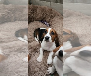 Basset Hound Puppy for sale in SANFORD, NC, USA