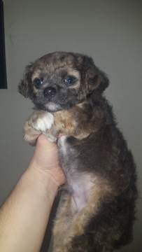 Medium Photo #1 Havanese Puppy For Sale in PLANT CITY, FL, USA