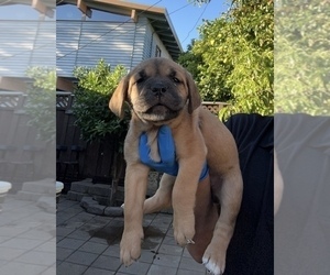 Cane Corso Puppy for sale in SUNNYVALE, CA, USA