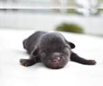 Small Photo #4 Shih Tzu Puppy For Sale in PALM COAST, FL, USA