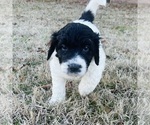 Small Photo #1 Pyredoodle Puppy For Sale in JOPLIN, MO, USA