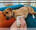 Small #3 Great Pyrenees Mix
