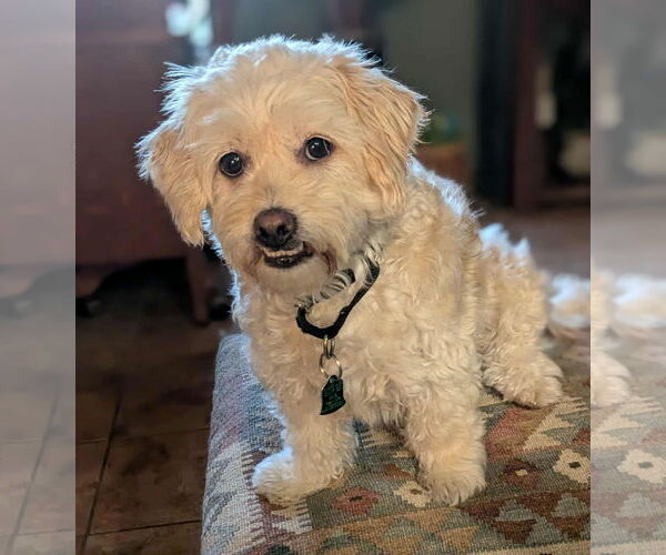 Medium Photo #3 Poodle (Miniature)-Unknown Mix Puppy For Sale in Albuquerque, NM, USA