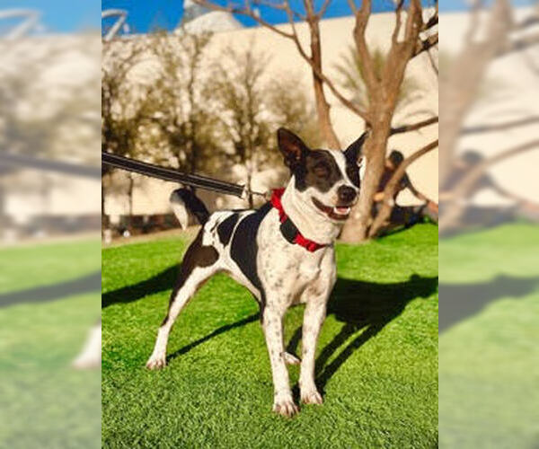 Medium Photo #2 American Pit Bull Terrier-Unknown Mix Puppy For Sale in Las Vegas, NV, USA
