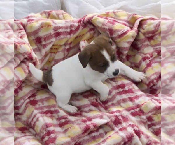 Medium Photo #1 Jack Russell Terrier Puppy For Sale in NASHVILLE, NC, USA