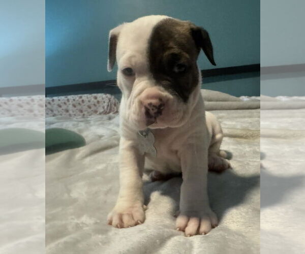 Medium Photo #3 Bull-Boxer Puppy For Sale in Holly Springs, NC, USA