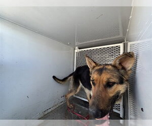 German Shepherd Dog Dogs for adoption in Bakersfield, CA, USA