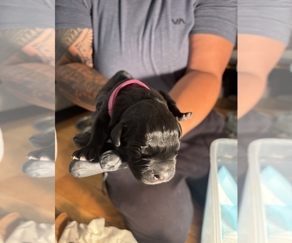 Medium Photo #7 Cane Corso Puppy For Sale in CASTRO VALLEY, CA, USA