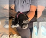 Small Photo #7 Cane Corso Puppy For Sale in CASTRO VALLEY, CA, USA