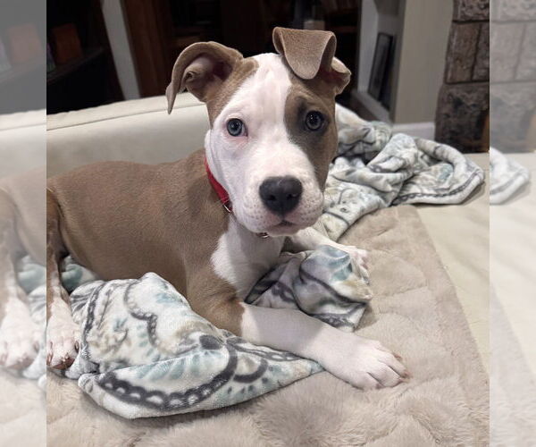 Medium Photo #2 Mutt Puppy For Sale in Elmsford, NY, USA