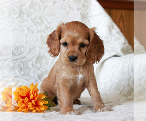 Cocker Spaniel Puppy for sale in PARADISE, PA, USA