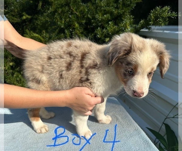 Medium Photo #13 Australian Shepherd Puppy For Sale in HYDEN, KY, USA