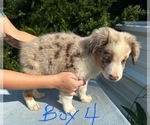 Litter of 7 - Male(s) and Female(s) Australian ShepherdLitter of Puppies for Sale - Photo #13