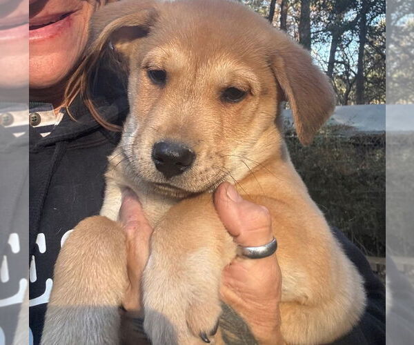 Medium Photo #9 Labrador Retriever-Unknown Mix Puppy For Sale in Oak Bluffs, MA, USA