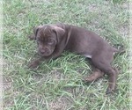 Image preview for Ad Listing. Nickname: Nala