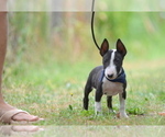 Small Photo #7 Miniature Bull Terrier Puppy For Sale in Kiskoros, Bacs-Kiskun, Hungary