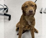 Small #1 Retriever  Mix