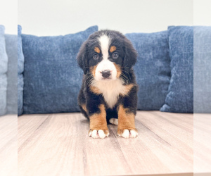 Bernese Mountain Dog Puppy for sale in DUNDEE, OH, USA