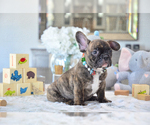Small Photo #3 French Bulldog Puppy For Sale in FORT LAUDERDALE, FL, USA