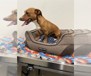 Dachshund Dogs for adoption in Globe, AZ, USA