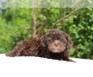 ShihPoo Puppy for sale in DYERSBURG, TN, USA