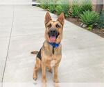 Small #1 German Shepherd Dog