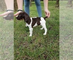 Small Photo #5 German Shorthaired Pointer Puppy For Sale in CELINA, TX, USA
