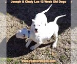Small Photo #155 Dogo Argentino Puppy For Sale in PINEVILLE, MO, USA