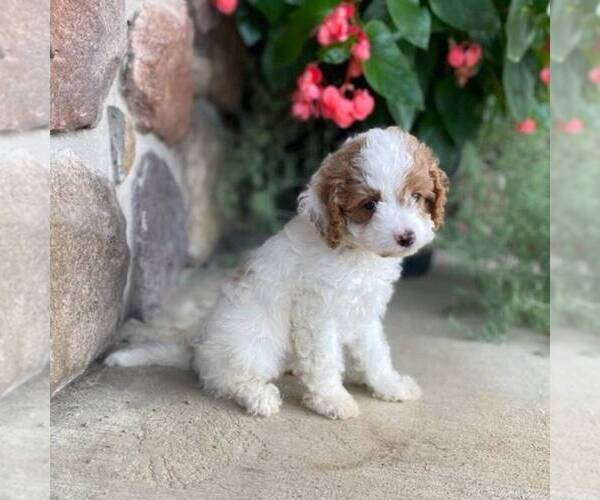 Medium Photo #3 Cavapoo Puppy For Sale in MIDDLESEX, NY, USA