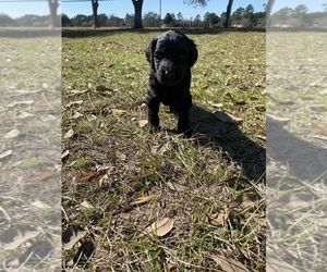 Labradoodle Puppy for sale in HOCKLEY, TX, USA
