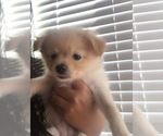 Small Photo #3 Pomeranian Puppy For Sale in TORRANCE, CA, USA