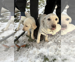 Labrador Retriever Puppy for sale in SPOKANE, WA, USA