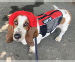 Small Basset Hound