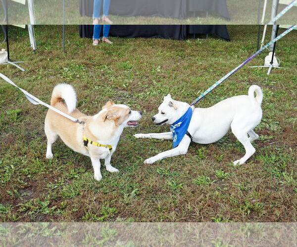 Medium Photo #7 Boxador Puppy For Sale in Princeton, MN, USA
