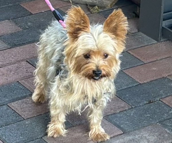 Medium Photo #3 Yorkshire Terrier Puppy For Sale in MANSFIELD, MO, USA