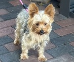 Gidget - Female Yorkshire Terrier Puppy for Sale - Photo #3