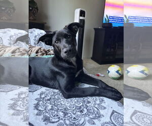 Labrador Retriever-Unknown Mix Dogs for adoption in Woodland, CA, USA