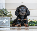 Puppy Percy Dachshund