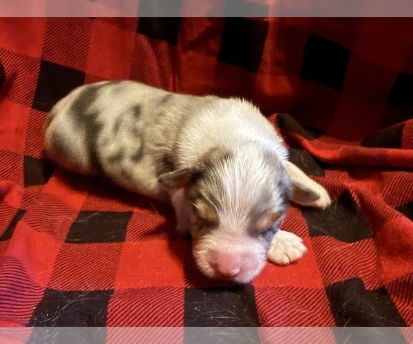 Medium Photo #3 Australian Shepherd Puppy For Sale in EUSTIS, FL, USA