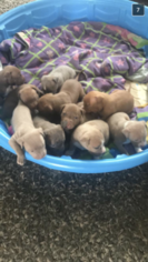 American Pit Bull Terrier Puppy for sale in CLINTON TOWNSHIP, MI, USA