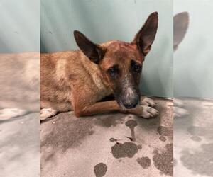 German Shepherd Dog-Unknown Mix Dogs for adoption in Camarillo, CA, USA