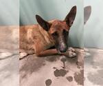 Small German Shepherd Dog Mix