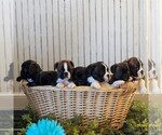Small Photo #2 Boston Terrier-Cavalier King Charles Spaniel Mix Puppy For Sale in MORGANTOWN, PA, USA